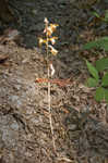 Spiked crested coralroot